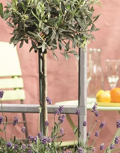 MEDITERRANER FLAIR! 