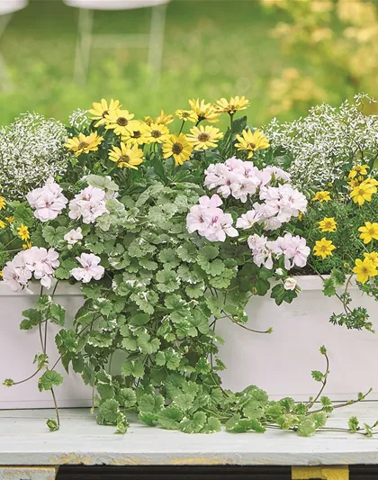 SOMMER PFLANZEN!