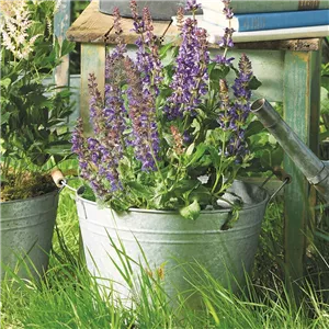 SOMMER IM STAUDENGARTEN!