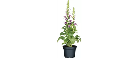 SOMMER IM STAUDENGARTEN!