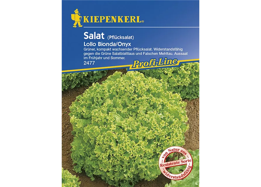 Kiepenkerl Kraussalat Lollo Bionda PG K