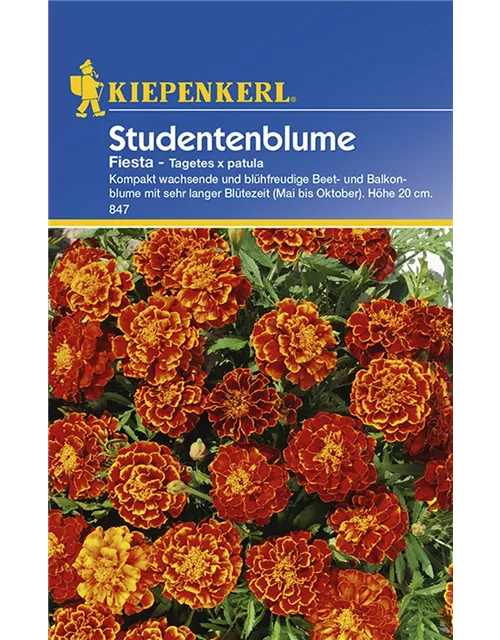 Tagetes Fiesta Preisgruppe C