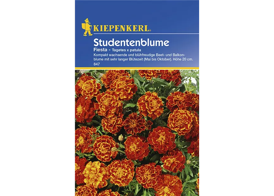 Tagetes Fiesta Preisgruppe C