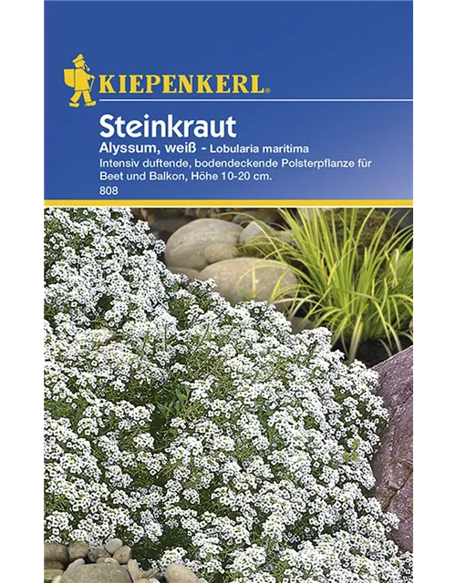 Lobularia Alyssum Weiá Preisgruppe B