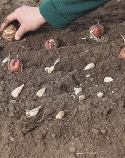 AUS DER KNOLLE KOMMT DAS TOLLE! AUS DER KNOLLE KOMMT DAS TOLLE!