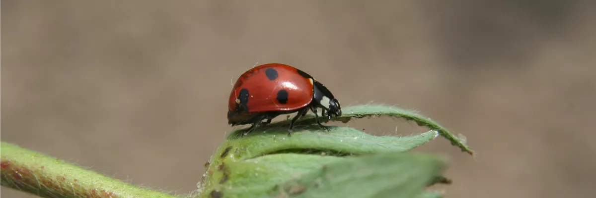 Marienkäfer siebenpunkt 2 24.04.07