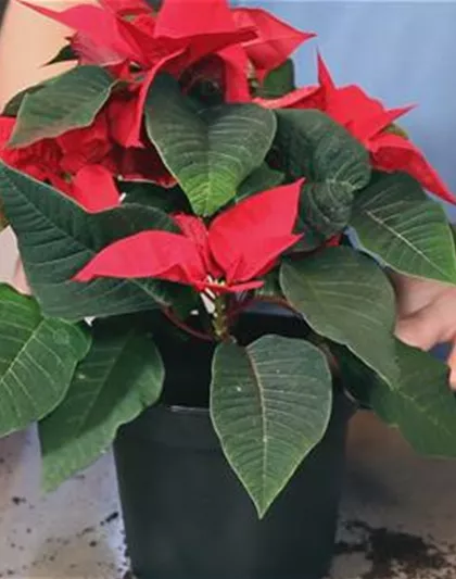 Weihnachtsstern - Einpflanzen in ein Gefäß