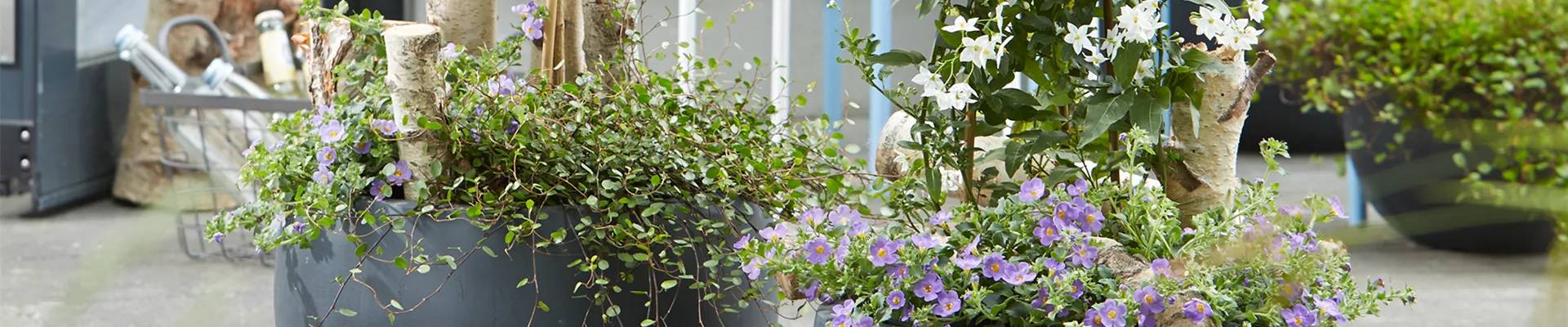 AUF DIE PLäTZE, PFLANZEN, LOS!