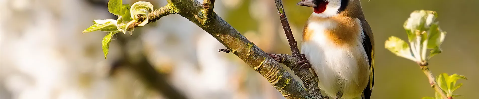GARTENTIER DES JAHRES - STIEGLITZ