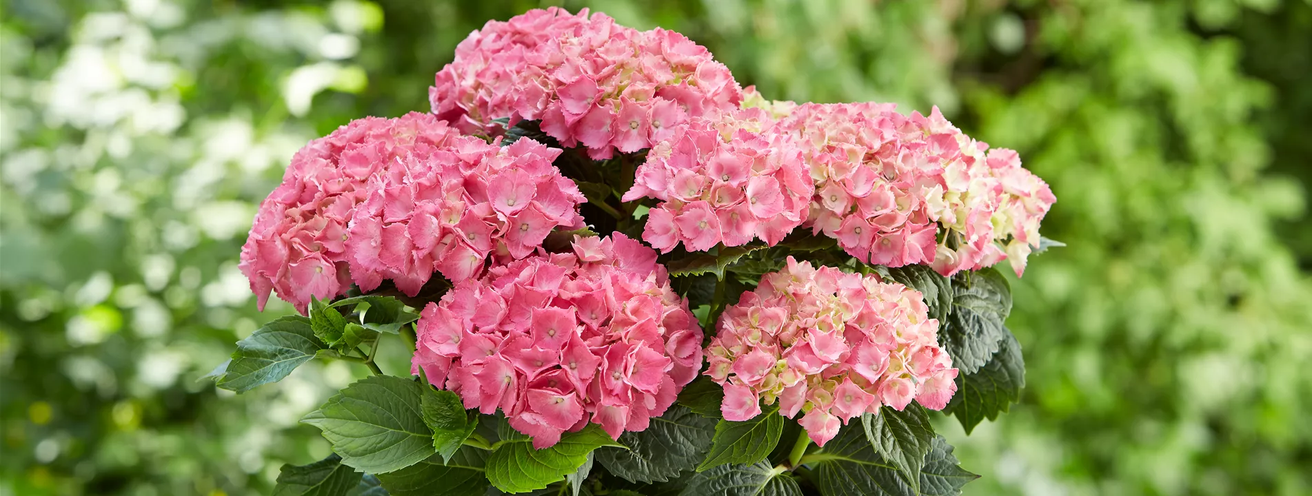 Hortensie