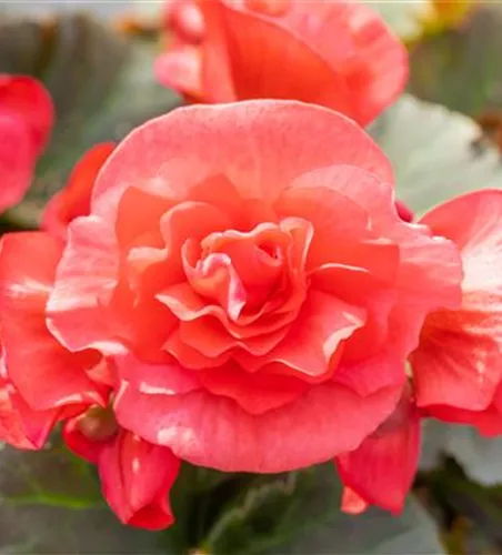 EINE BLUME SAGT MEHR ALS 1000 WORTE