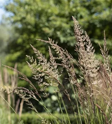 WIE GRäSER DEN GARTEN AUFWERTEN!