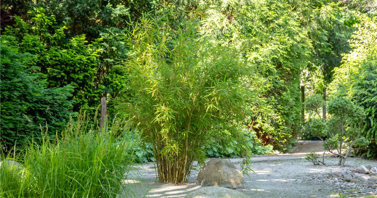 gelber peking bambus Gelber Laufbambus - Phyllostachys aureosulcata aureocaulis main image 1