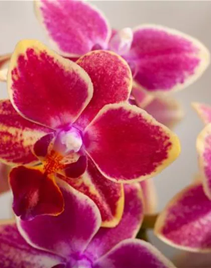 DIE ORCHIDEEN-KLASSIKER DIE ORCHIDEEN-KLASSIKER