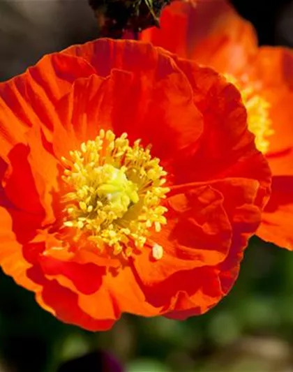 DIE TOP 8 DER SOMMERBLUMEN