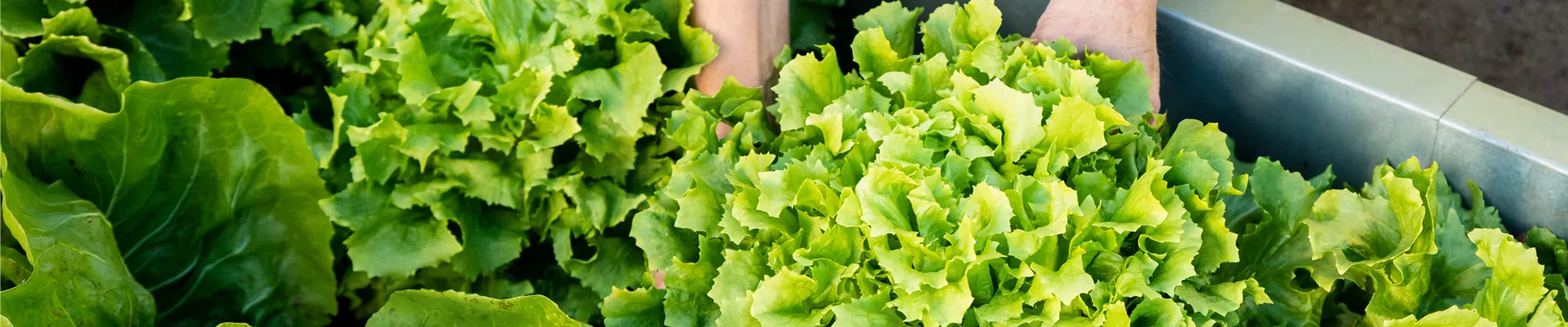 Gemüseernte - Salat ausheben