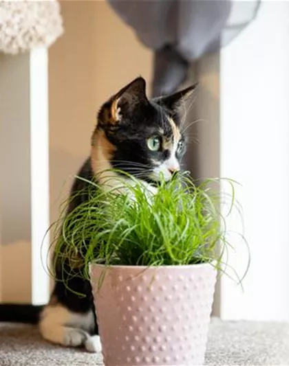 Haustierfreundliche Pflanzen. Haustierfreundliche Pflanzen.