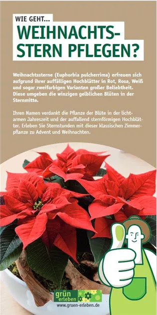 WIE GEHT... WEIHNACHTSSTERN PFLEGEN?