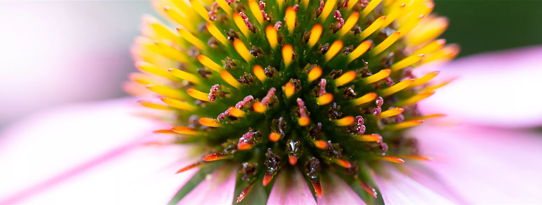 Echinacea