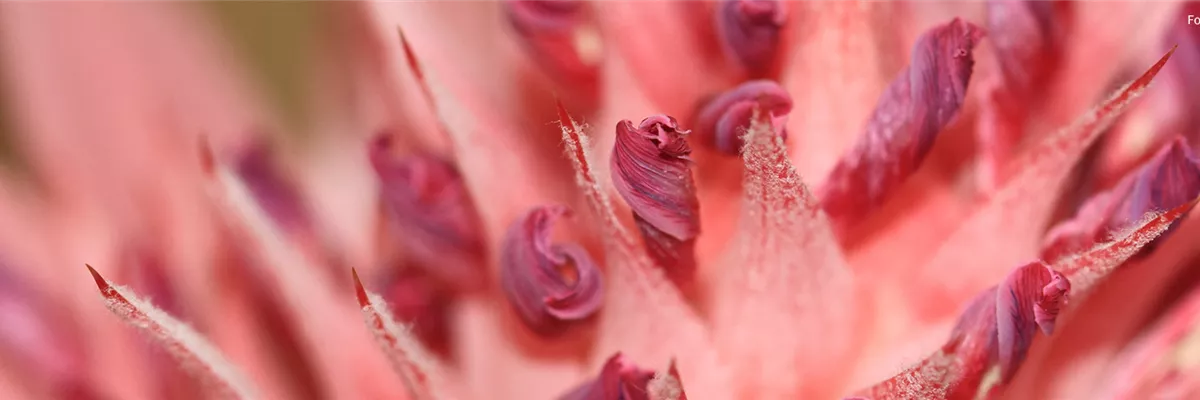 Pflanze des Monats Januar: Bromelie