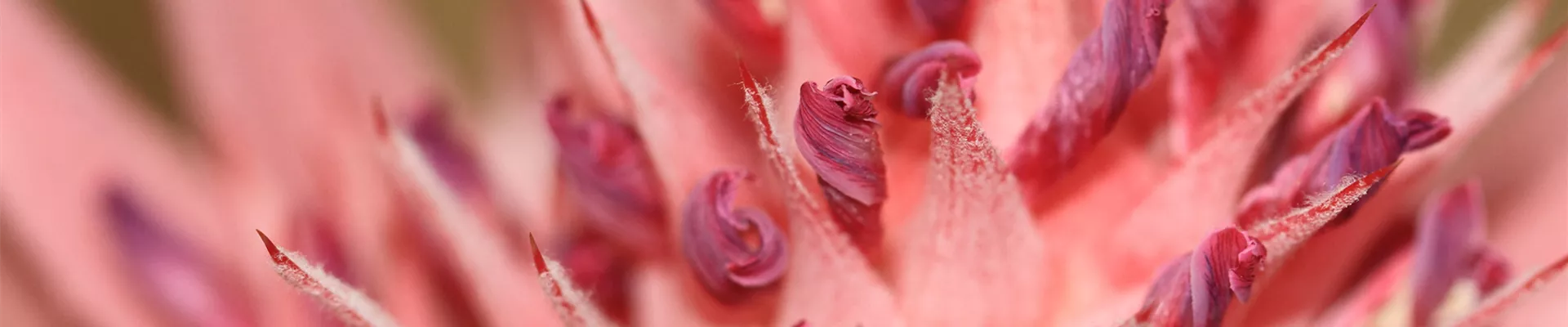 Pflanze des Monats Januar: Bromelie