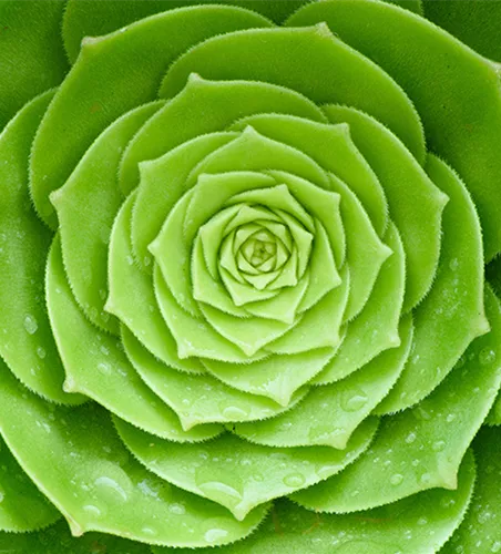 Pflanze des Monats Februar: Sukkulenten