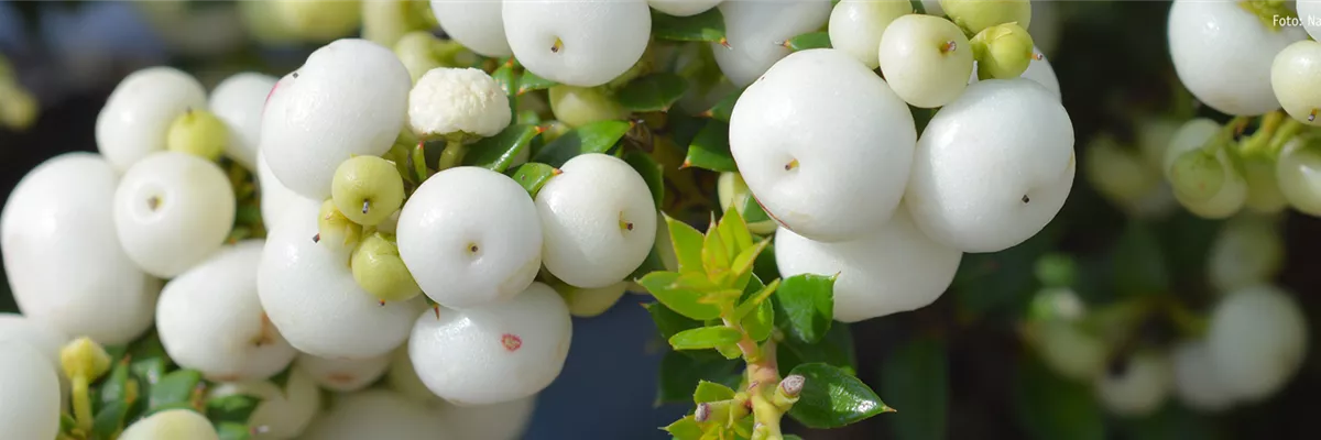 Pflanze des Monats November: Torfmyrte