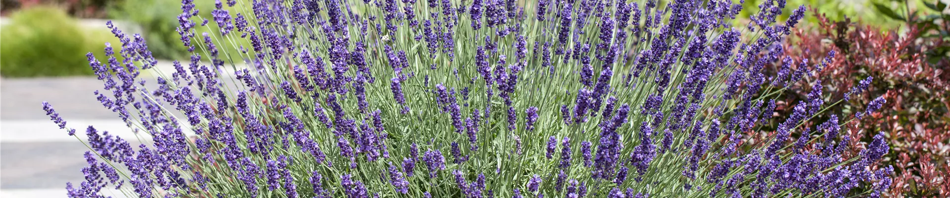 Lavandula angustifolia