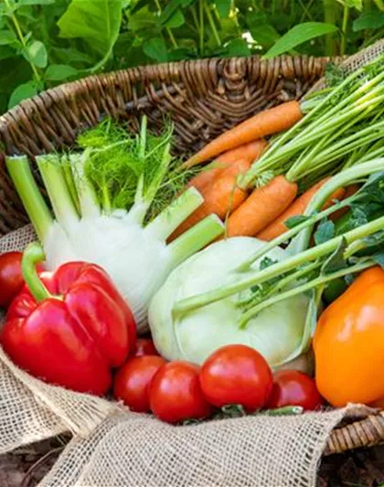 Anzucht: Vor die Tür gesetzt