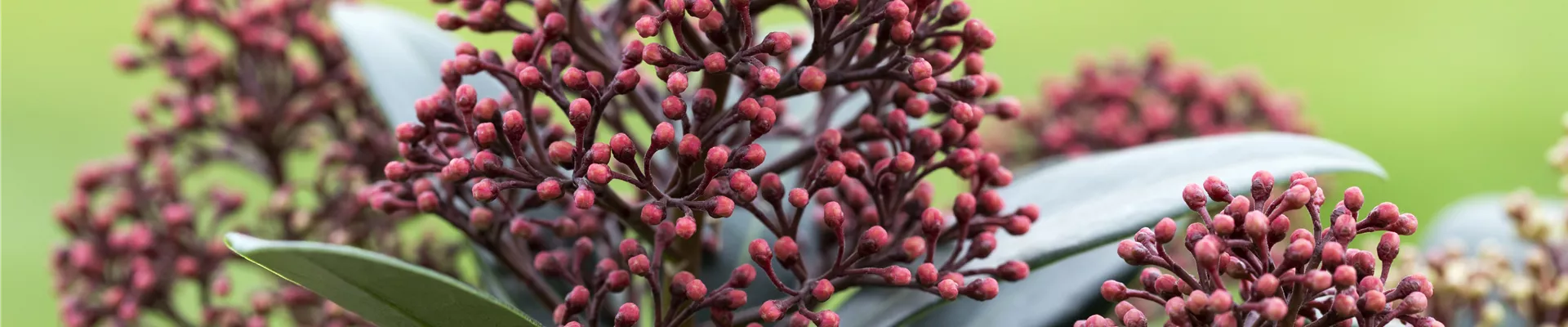 Skimmia japonica 'Rubella'