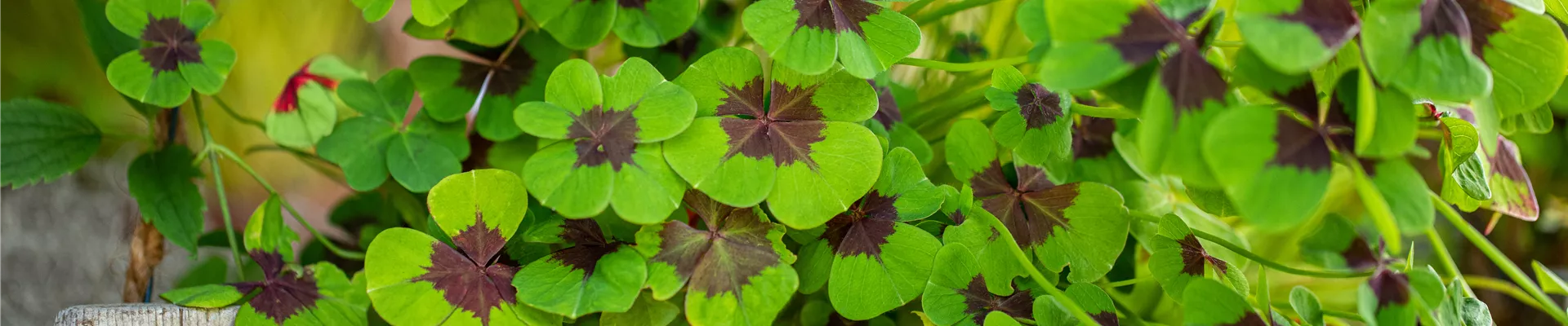Oxalis deppei