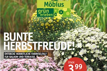 Jubiläumsbeilage Sept 2026