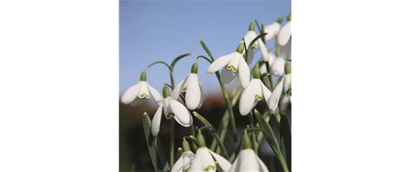 FRüHLING BEGINNT IM HERBST!