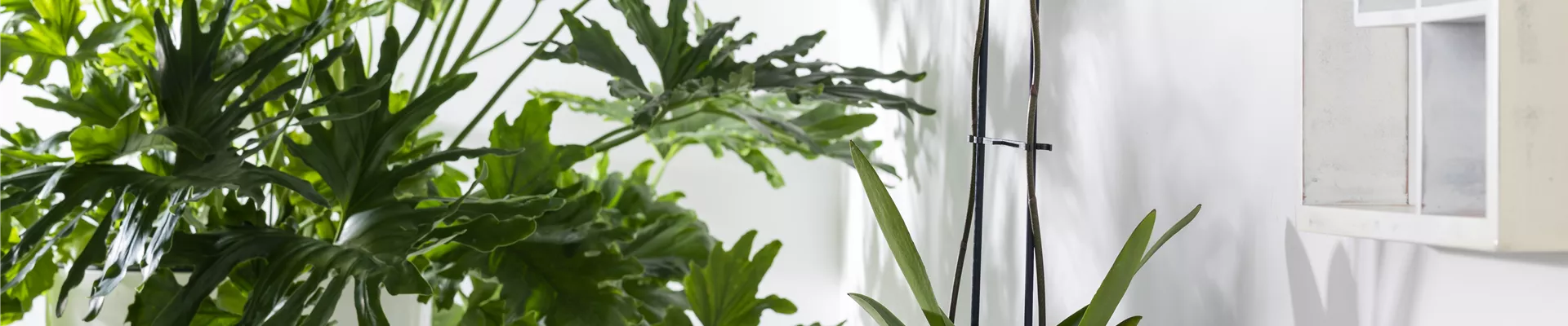 Phalaenopsis 'Konfetti Mix'