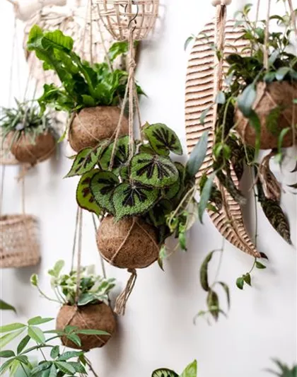 HäNGENDE ZIMMERPFLANZEN! HäNGENDE ZIMMERPFLANZEN!