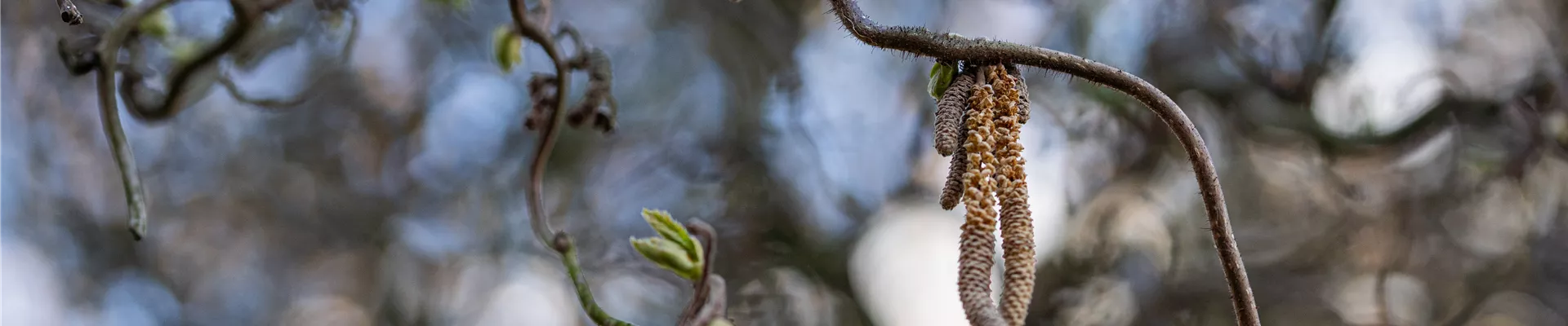 Corylus avellana 'Contorta'