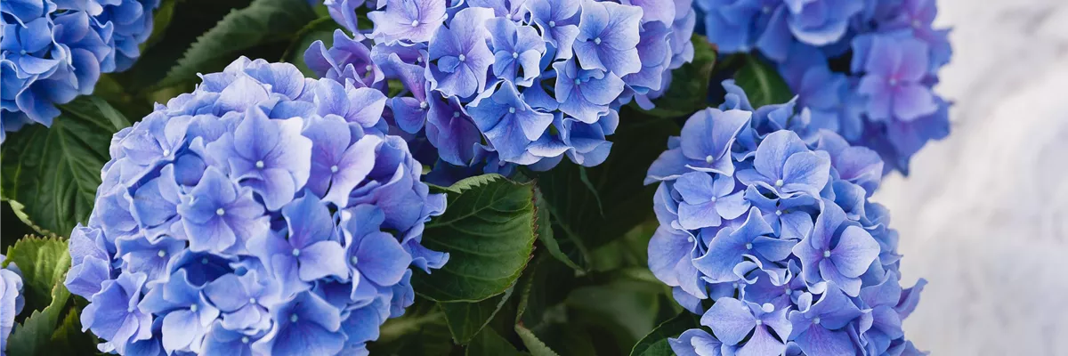 SOMMERZEIT IST HORTENSIENZEIT!