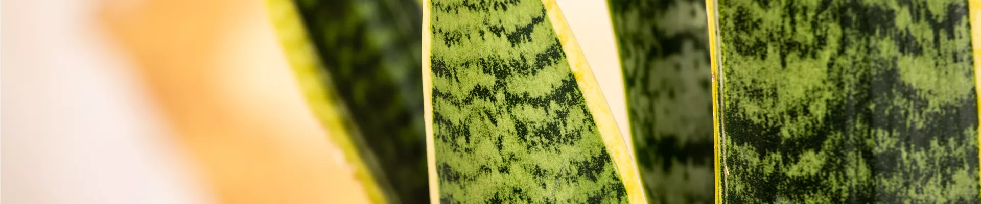 Sansevieria trifasciata