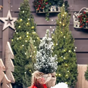 FICHTE ALS WEIHNACHTSBAUM FICHTE ALS WEIHNACHTSBAUM