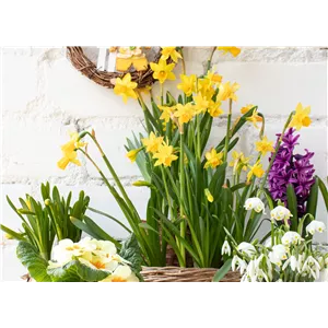 FRüHLINGSGEFüHLE AUS DER ZWIEBEL!