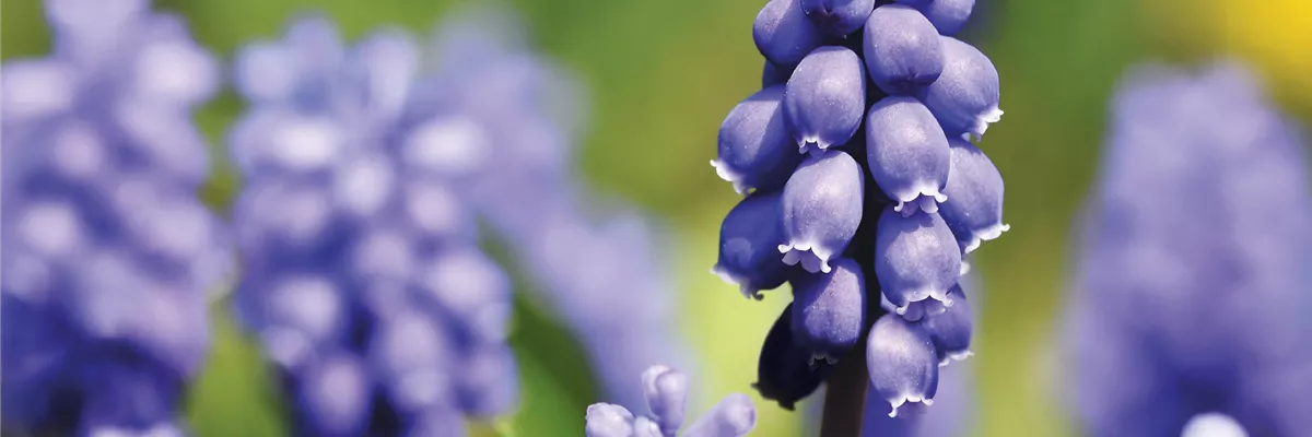 PFLANZE DES MONATS FEBRUAR: TRAUBENHYAZINTHE