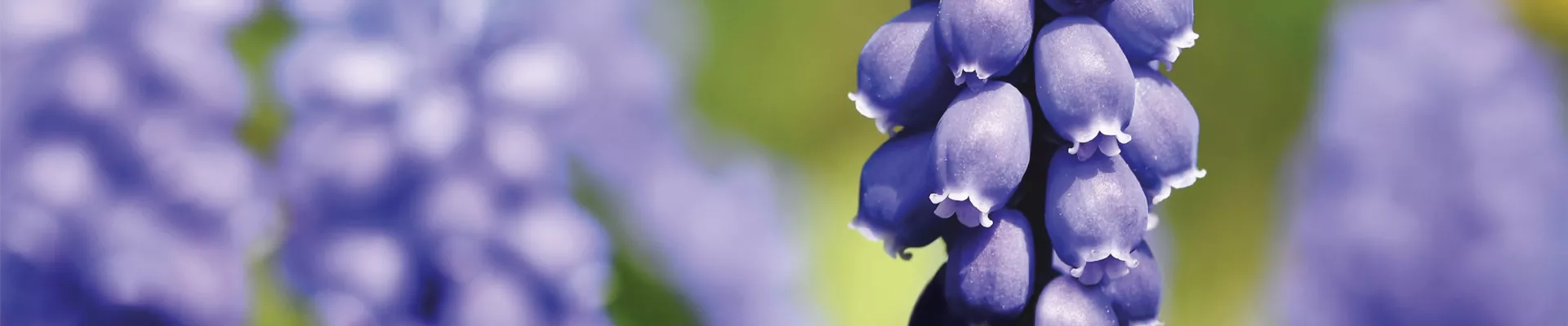 PFLANZE DES MONATS FEBRUAR: TRAUBENHYAZINTHE