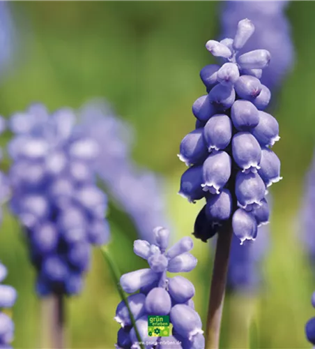 PFLANZE DES MONATS FEBRUAR: TRAUBENHYAZINTHE