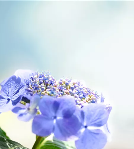 Pflanze des Monats Juli: Hortensie