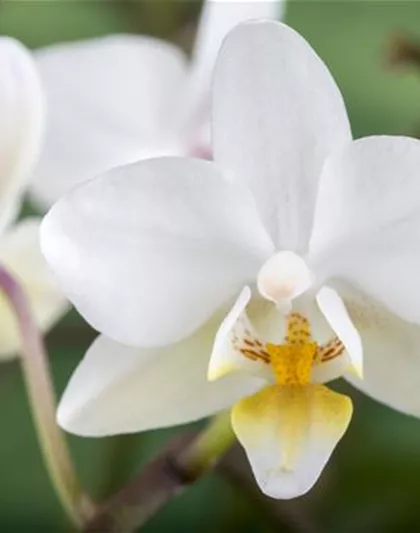 DAS GROSSE ORCHIDEEN EINMALEINS! DAS GROSSE ORCHIDEEN EINMALEINS!