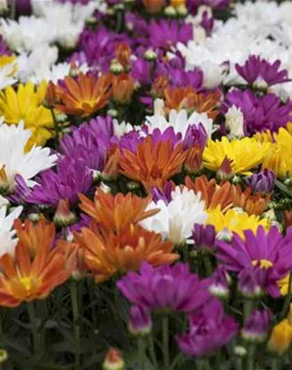CHRYSANTHEMEN IN FARBEN UND FORMEN CHRYSANTHEMEN IN FARBEN UND FORMEN