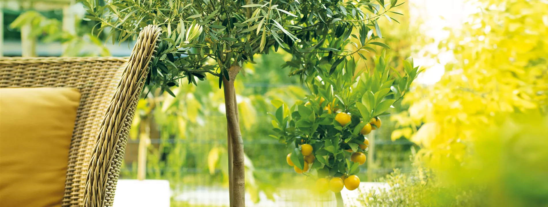 GARTEN DES SüDENS! 