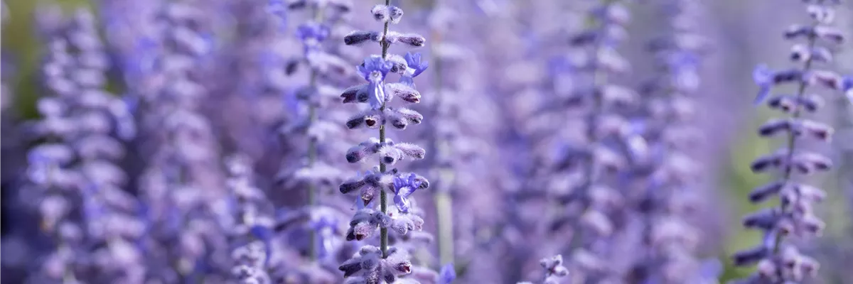 PFLANZE DES MONATS JULI: BLAURAUTE