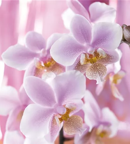 DIE TOP 8 DER WINTERBLUMEN