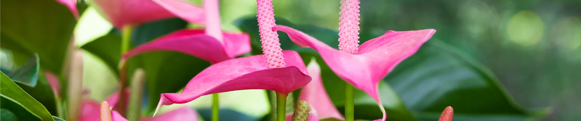 Anthurium x andreanum 'Pink Champion'